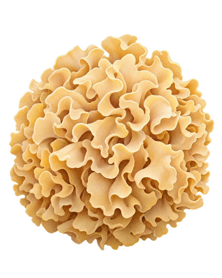 Illustration of Cauliflower Mushroom (Sparassis crispa)